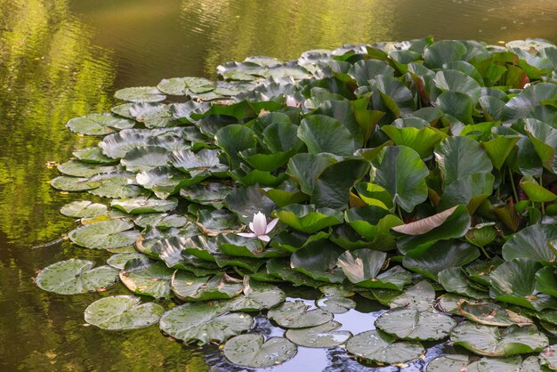 Foglie di Nymphaea abbondantemente ricoperte con un unico fiore bianco aperto