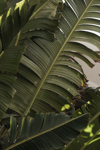 Foglie di palma. Bella natura tropicale esotica estiva