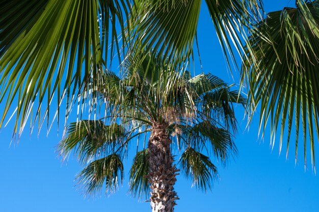 Foglie di palma contro il cielo blu