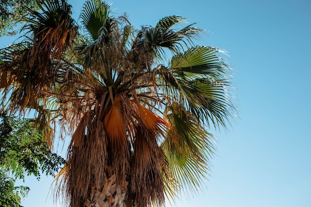 Foglie di palma contro il primo piano del cielo. Il concetto di destinazioni turistiche e viaggi in paesi caldi. Foto di alta qualità