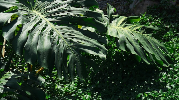 Foglie di palma e banana tropicali, sfondo con motivo floreale, foto reale