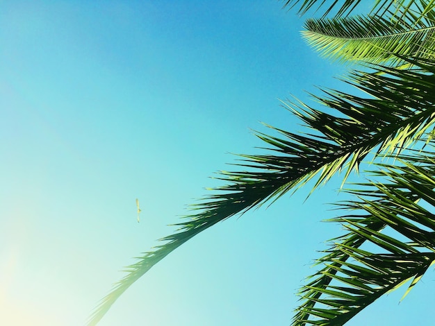 Foglie di palma e lo sfondo di viaggio di estate del cielo