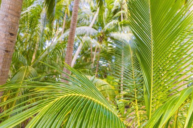 Foglie di palma fresche Modello di natura tropicale