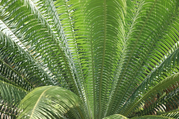 Foglie di palma in giardino