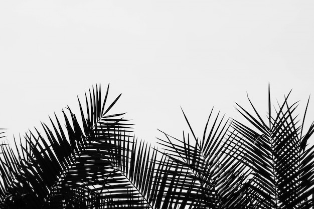 Foglie di palma isolate su fondo bianco pallido