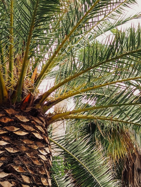 Foglie di palma mediterranee nella stagione estiva