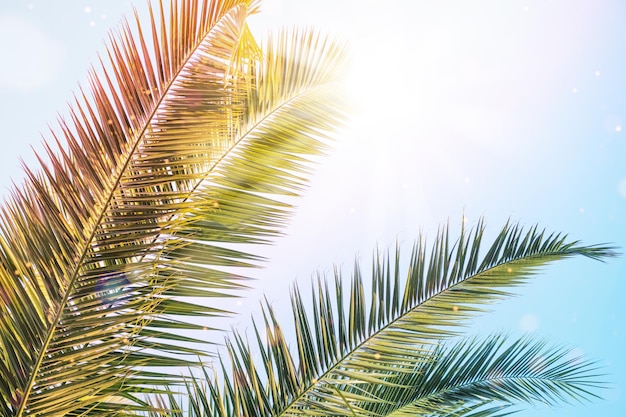 Foglie di palma nei raggi del sole sopra il cielo blu Scenario di tramonto estivo di palme tropicali