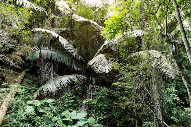 foglie di palma nella foresta tropicale