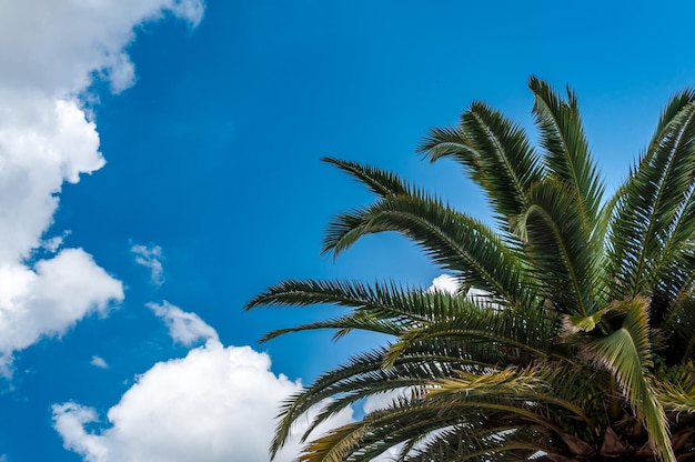 Foglie di palma sotto un cielo blu