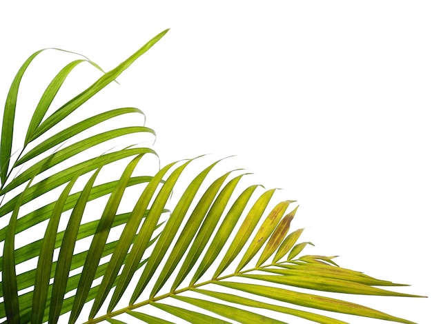 foglie di palma su sfondo bianco