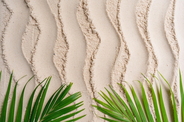 Foglie di palma su sfondo di spiaggia di sabbia ondulata.