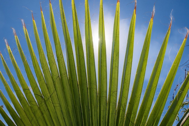 Foglie di palma sullo sfondo del cielo blu Sfondo tropicale