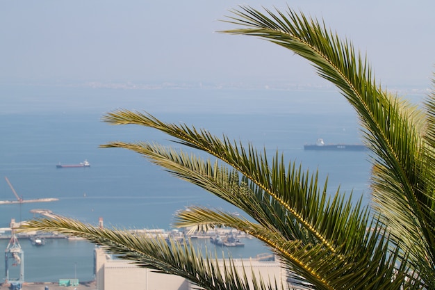 Foglie di palma sullo sfondo del porto marittimo tropicale in estate