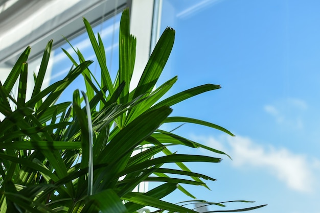 Foglie di palma sullo sfondo della finestra e del cielo blu. Pianta verde in un ufficio o appartamento vicino alla finestra