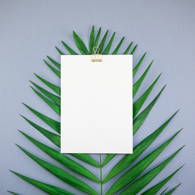 Foglie di palma tropicale della cartolina bianca in bianco del modello