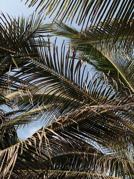 Foglie di palma tropicale esotica estiva contro il cielo blu