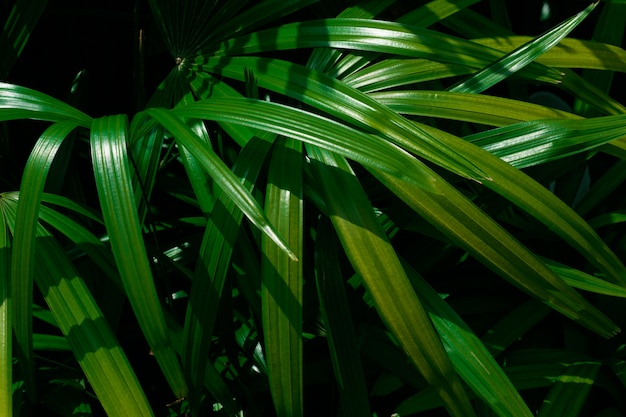 Foglie di palma tropicale, sfondo verde motivo floreale. Foto di colpo chiave bassa.