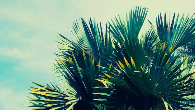 Foglie di palma tropicali e sfondo luminoso del cielo