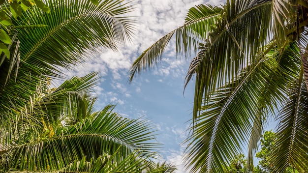 Foglie di palma tropicali su cielo blu