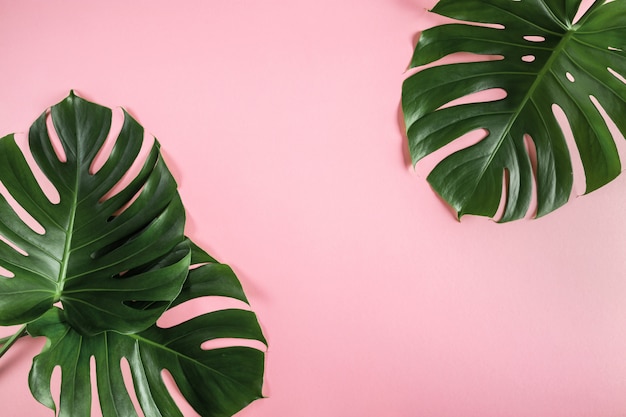 Foglie di palma tropicali su sfondo astratto rosa pastello