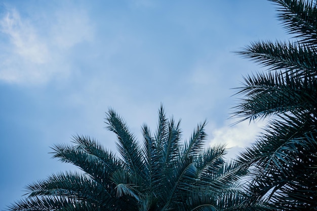 Foglie di palma verde areca catechu su cielo blu