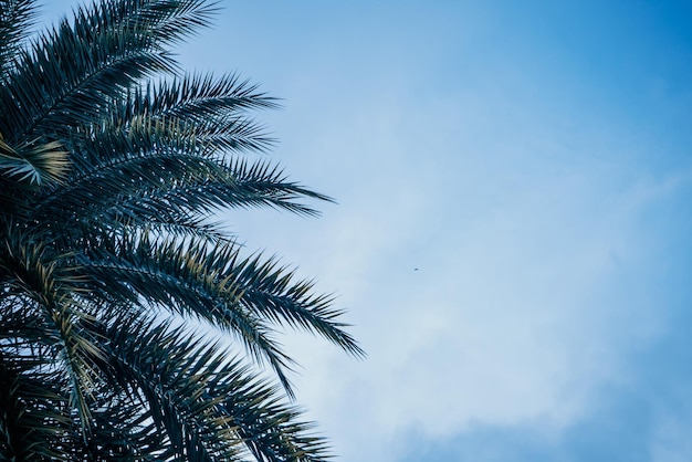 Foglie di palma verde areca catechu su cielo blu