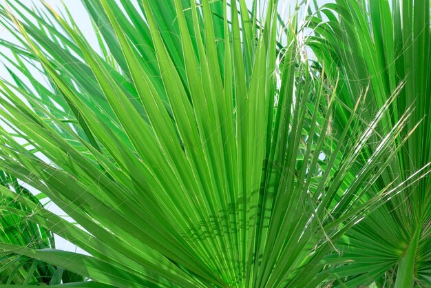 Foglie di palma verde brillante primo piano Concetto estivo di bellezza della natura Sfondo ispirato alla giungla