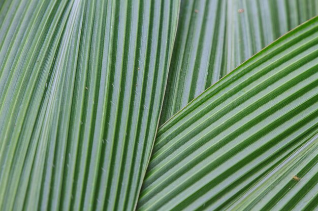 Foglie di palma verde