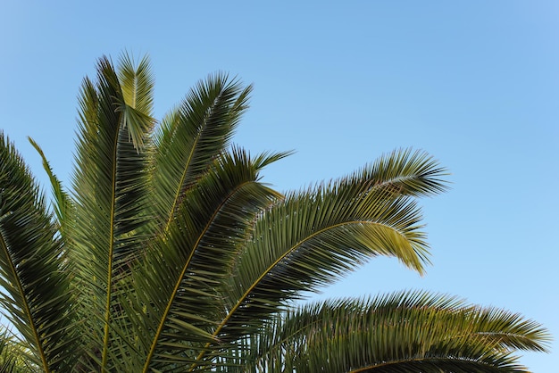 Foglie di palma verdi contro il cielo blu chiaro