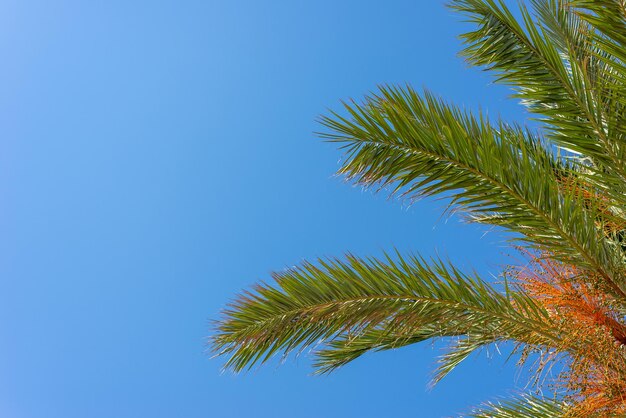 Foglie di palma verdi contro il cielo sereno con spazio di copia