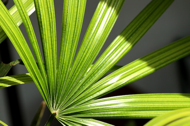 Foglie di palma verdi naturali