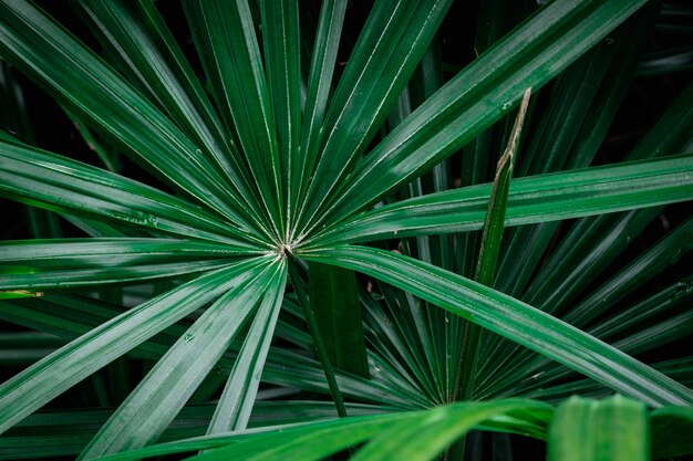 Foglie di palma verdi naturali