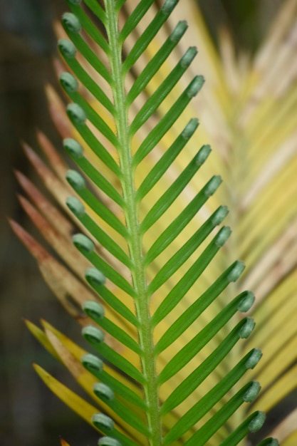 Foglie di palma verdi Palma