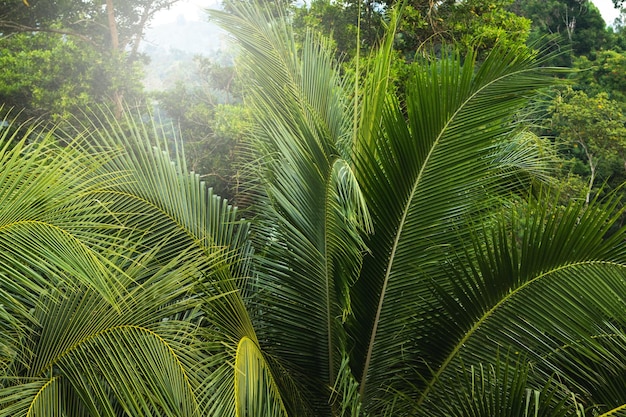 Foglie di palma verdi spesse nella foresta pluviale tropicale