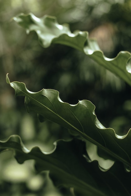 Foglie di palma verdi tropicali esotiche Sfondo verticale fresco naturale estivo