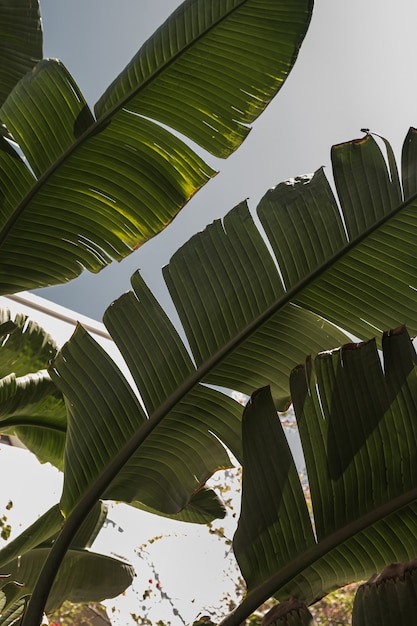 Foglie di palme tropicali esotiche estive contro il cielo blu