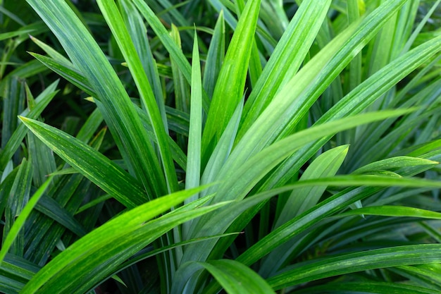 Foglie di pandano verde nel giardino