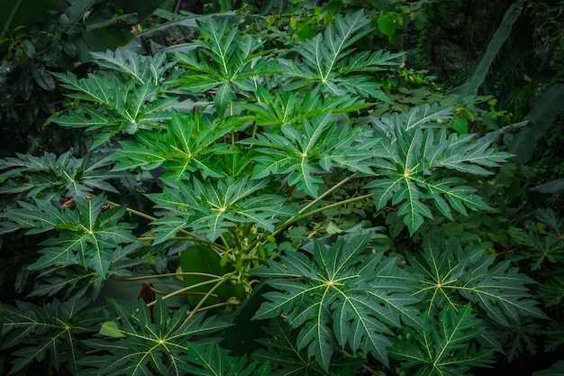 foglie di papaya verde nel tono scuro