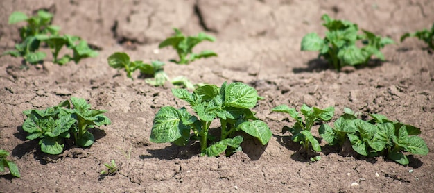 Foglie di patata germogliate nel terreno Coltivazione agricola di tuberi