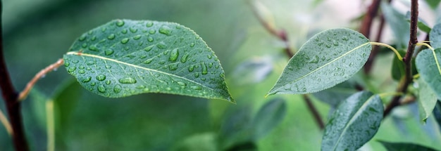 Foglie di pera verde con gocce di pioggia nel giardino su un albero