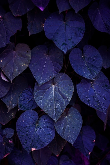 foglie di piante blu nel giardino