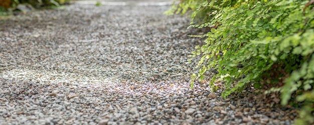 Foglie di piante di felce verde con percorso nel giardino