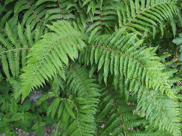 Foglie di piante di felce