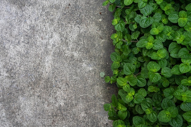 Foglie di piante di menta verde in un orto e grigio sul pavimento della strada