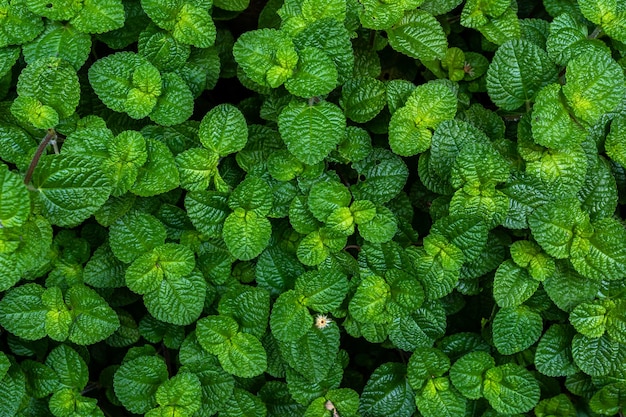 Foglie di piante di menta verde in un orto, natura del fogliame