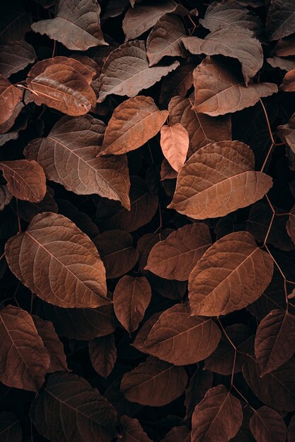 foglie di piante marroni nella natura nei colori autunnali della stagione autunnale