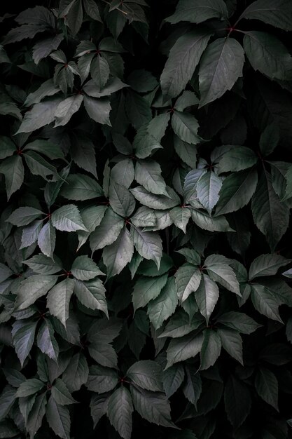 foglie di piante verdi nel giardino sullo sfondo verde primaverile