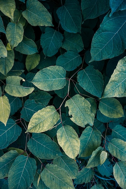 foglie di piante verdi nella natura in primavera, sfondo verde