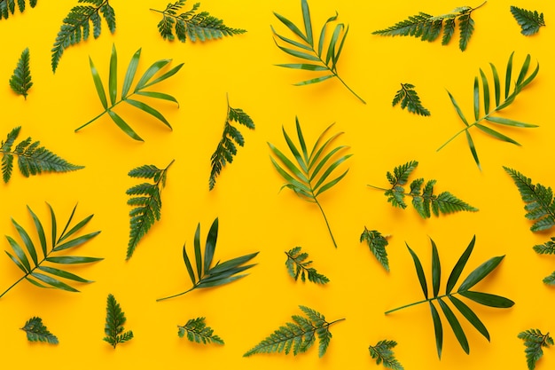 Foglie di piante verdi su sfondo giallo