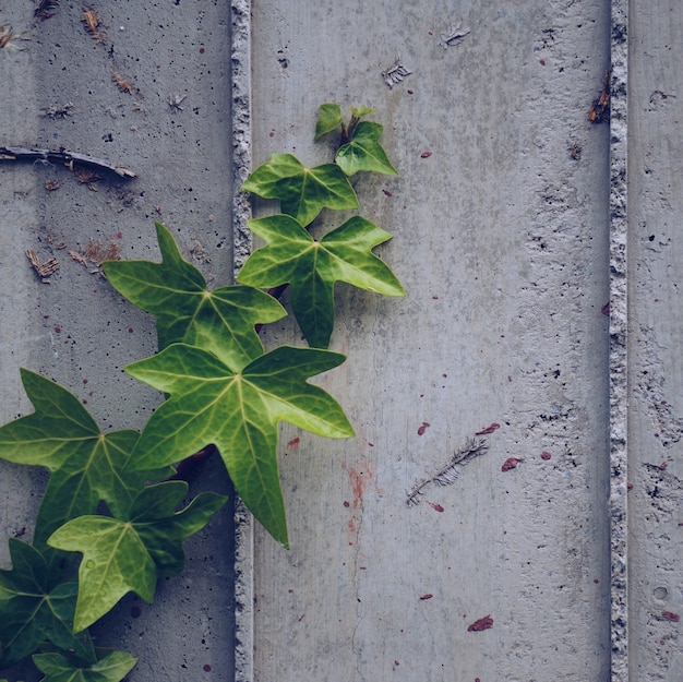 foglie di piante verdi sul muro